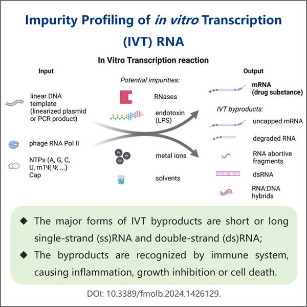 Methode zur effizienten mRNA-Reinigung