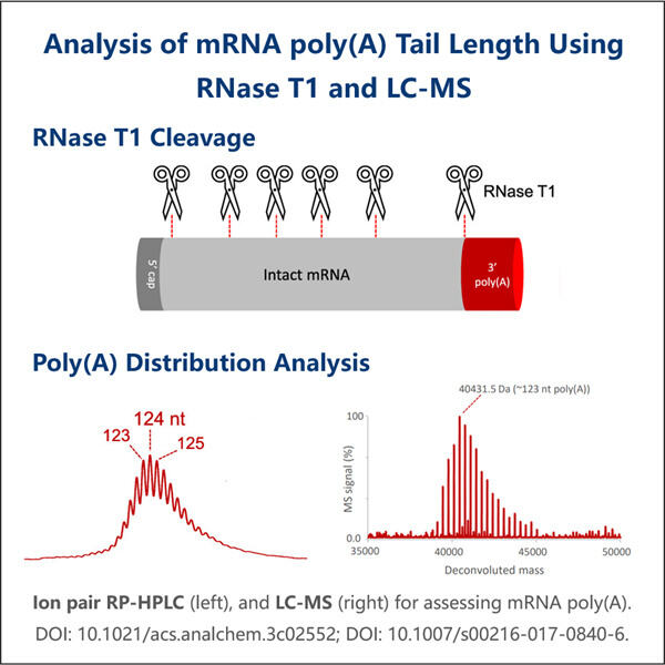 Die Bedeutung der Länge des mRNA-Poly-A-Schwanzes für die Translationseffizienz.