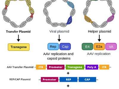 Single Domain Antibody Therapeutics: Fast-Tracking Manufacturing for Clinical Use