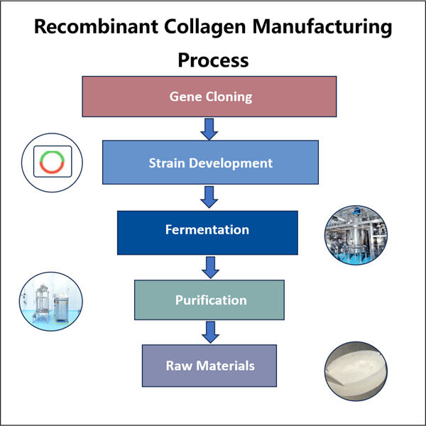 Discovering the Potential of Recombinant Collagen in Biomedical Applications