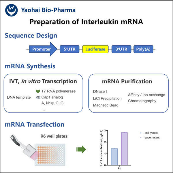 تأثير mRNA للإنترلوكين على الاستجابات الالتهابية والأمراض المزمنة