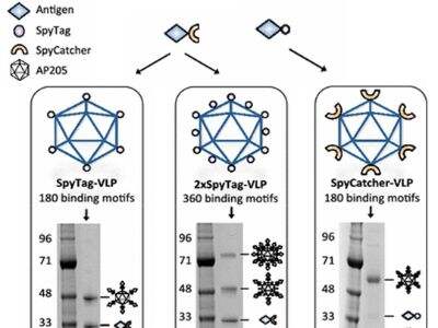 Plasmid DNA: A Critical Component in Biotech Manufacturing