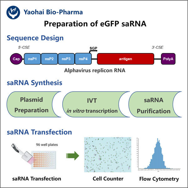 How Green Fluorescent saRNA Is Revolutionizing Biotechnology