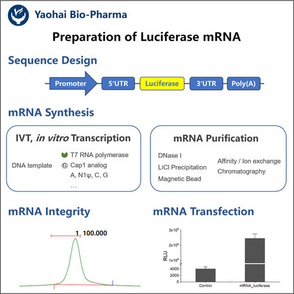 Harnessing the power of bioluminescent mRNA for medical research