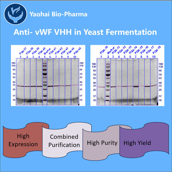 Recherche sur la production de VHH anti-vWF