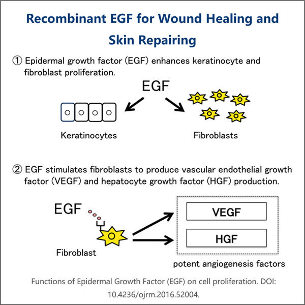 Improving Medical Treatments through Recombinant EGF Manufacturing