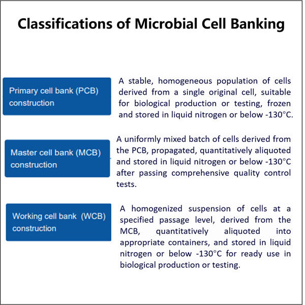 Défis et innovations dans la fabrication industrielle de banques de cellules microbiennes