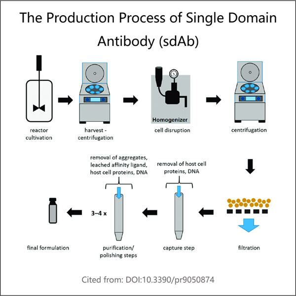 Facilitating sdAb expression in diverse host systems