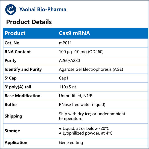 جین تھراپی میں CRISPRCas9 mRNA کے استعمال کے فوائد اور چیلنجز