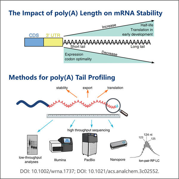 Verbesserung der Genexpressionsanalyse durch mRNA-Poly-A-Verteilungstests.