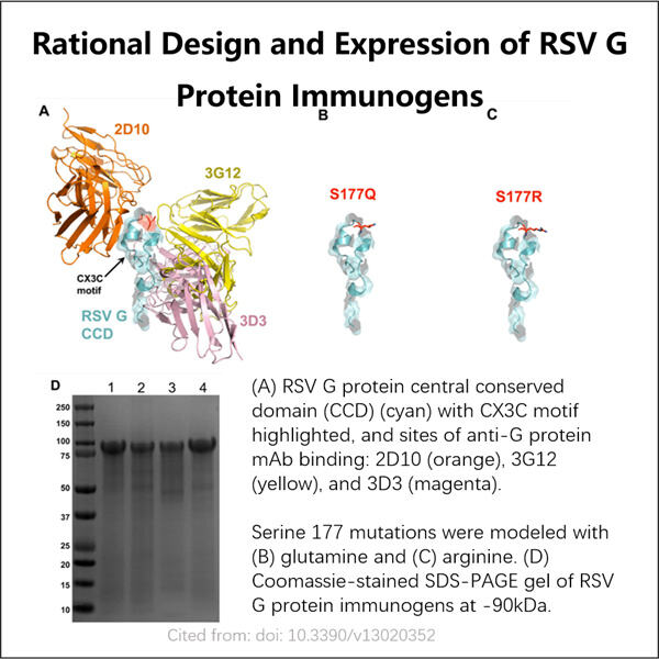 Pedoman GMP untuk Pembuatan Protein G RSV