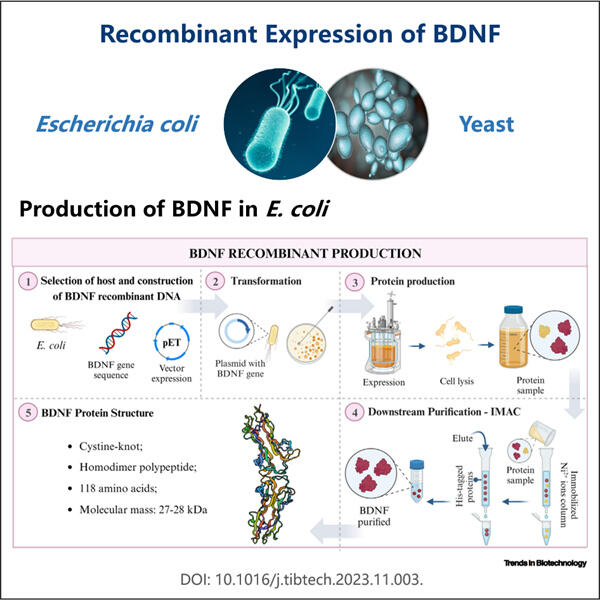 Stratégies de fabrication pour la production de BDNF recombinant