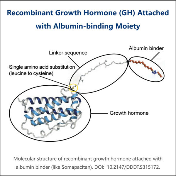 Memahami Mekanisme Produksi Hormon Pertumbuhan yang Dimediasi Albumin