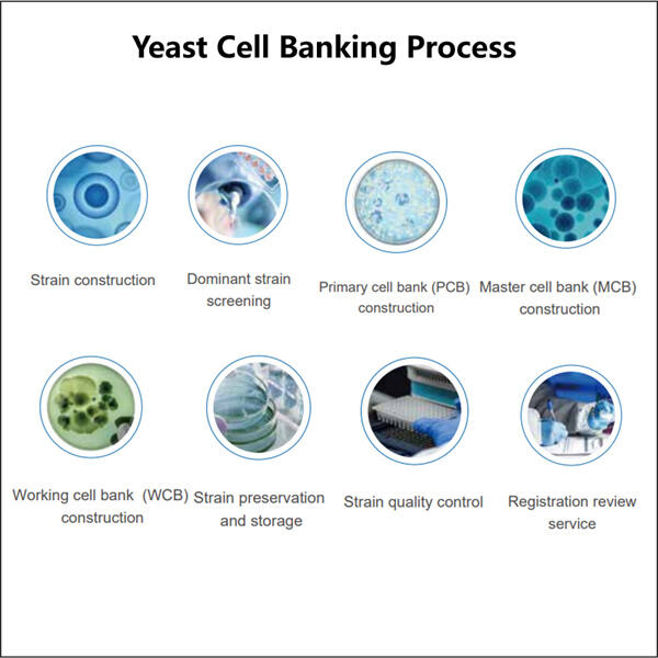 Efektywne i skuteczne metody bankowania komórek drożdżowych