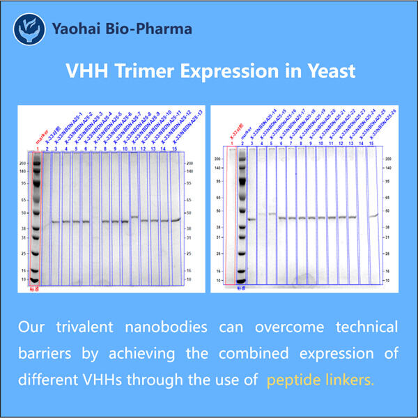 Innovative Strategies for High-quality VHH Trimer Production