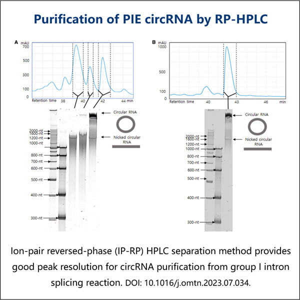 การปรับปรุงกระบวนการสกัด circRNA ด้วยเวิร์กโฟลว์ HPLC