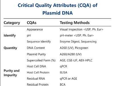 Plasmid DNA Production for Gene Therapy: Understanding the Manufacturing Process