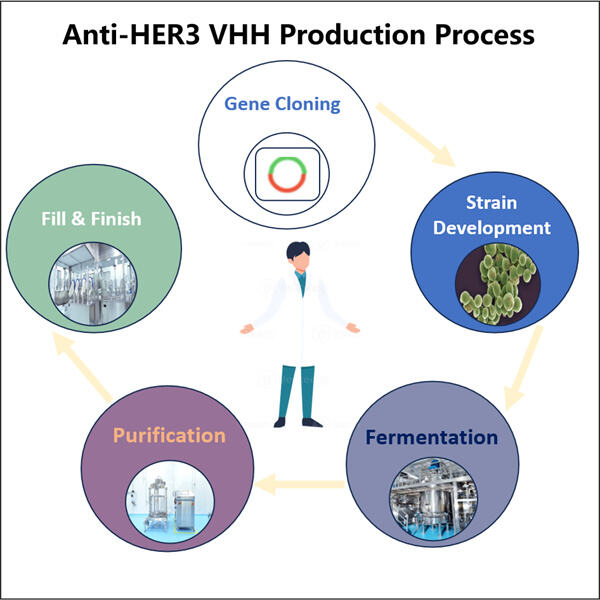 Efficient Production of Anti-HER3 VHH using GMP Technology