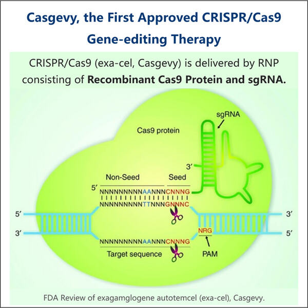 Producția de nucleaze GMP Cas9 pentru studii clinice