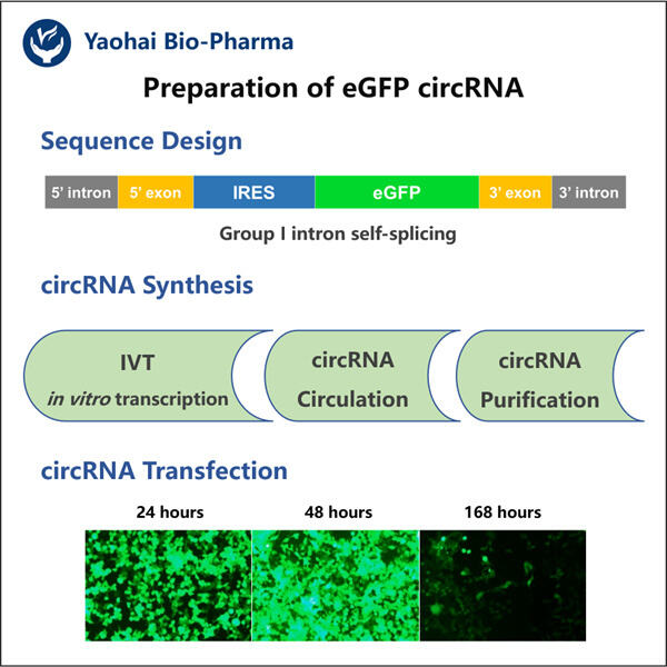 Visualization of RNA Dynamics with Green Fluorescent circRNA