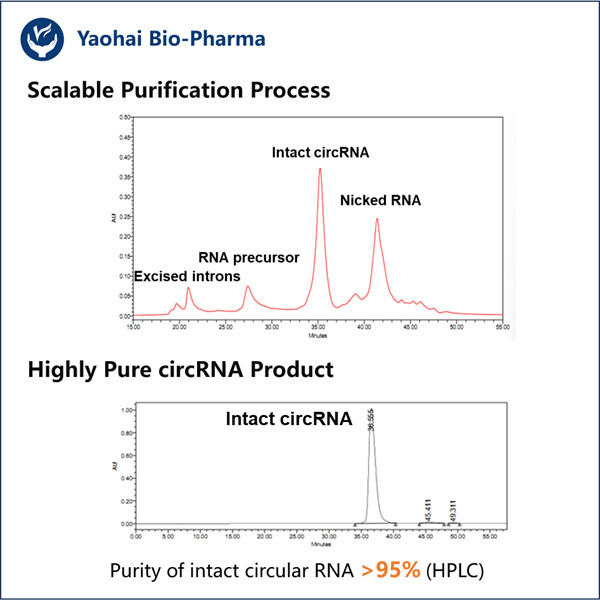 The Power of Highly Pure Custom circRNA