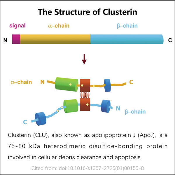 Scaling up Recombinant Clusterin Manufacturing for Commercial Use