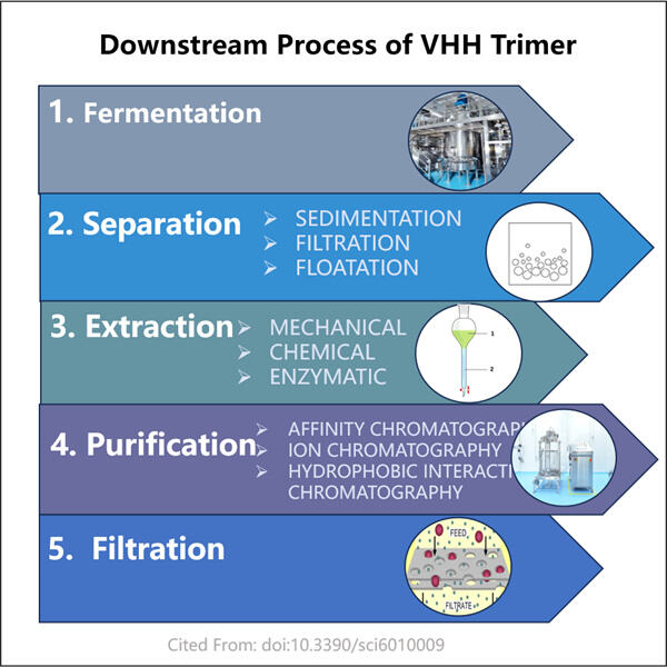 Expertise in VHH Trimer Development and Manufacturing