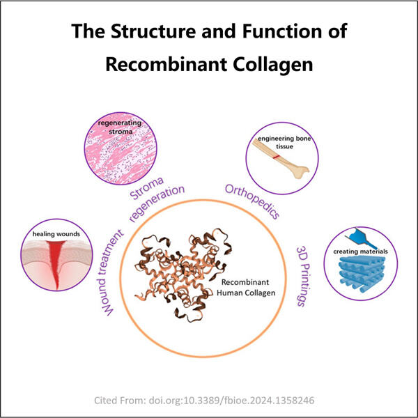 The Future of Recombinant Collagen Manufacturing