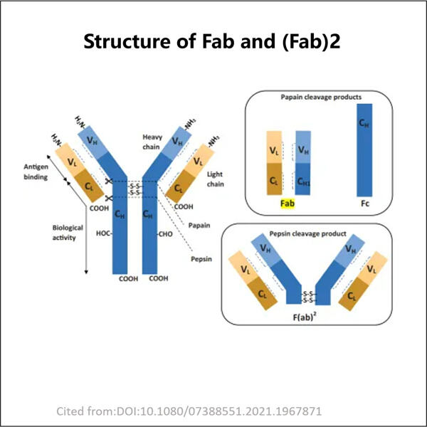 Entwicklung von Fab-Fragment-Expressionssystemen für eine verbesserte Ausbeute