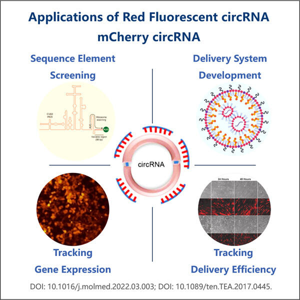 Mengembangkan Terapi Berbasis circRNA Fluoresensi Merah