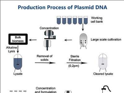 How Microbial Cell Banking Enhances Biotech Process Development