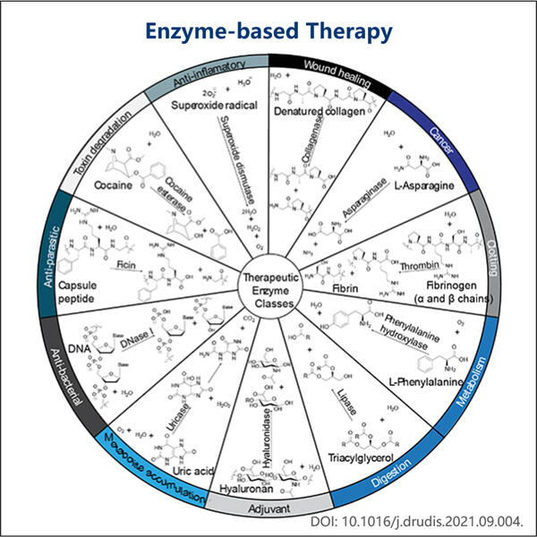 Revolutionizing Medicine through Enzyme Therapies