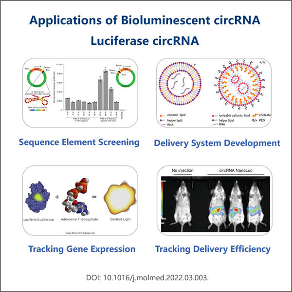 Potential Applications of Bioluminescent circRNA