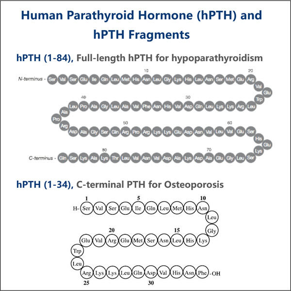 Paving the Way for Affordable Recombinant PTH in the Market