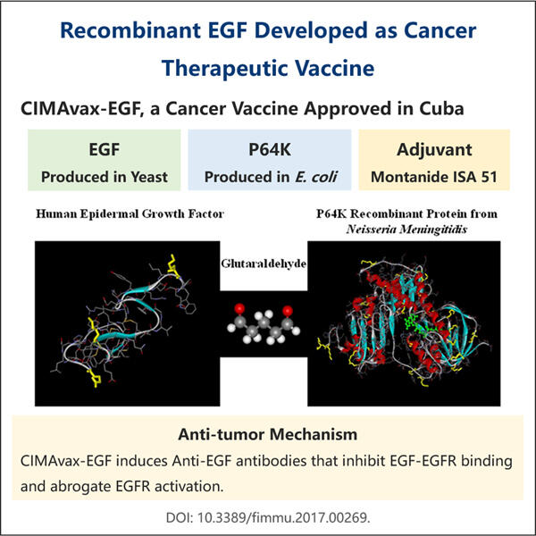 Advancements in Recombinant EGF Production