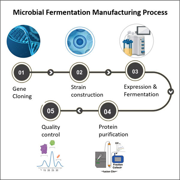 Microbiële fermentatie in de brouwerij- en wijnindustrie