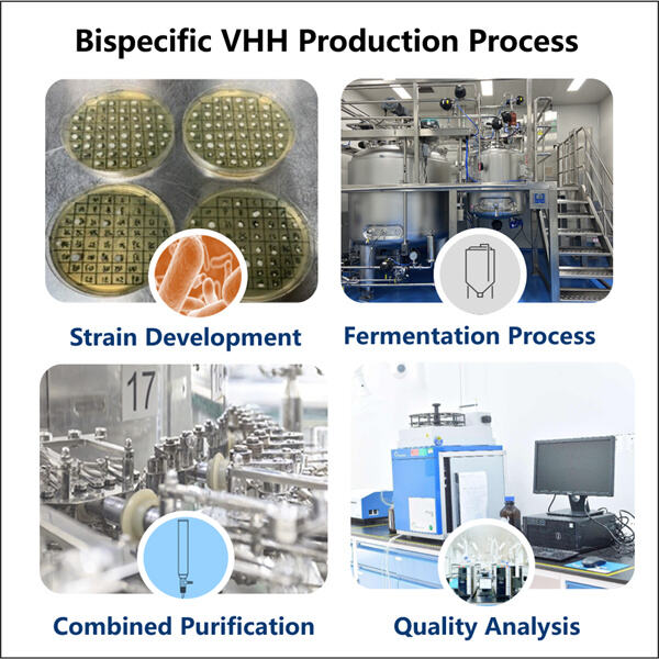 Các phương pháp tiếp cận mới để sản xuất VHH bispecific cho y học cá nhân hóa