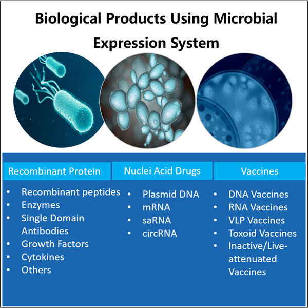 Optimizing Microbial Expression for Commercial Production