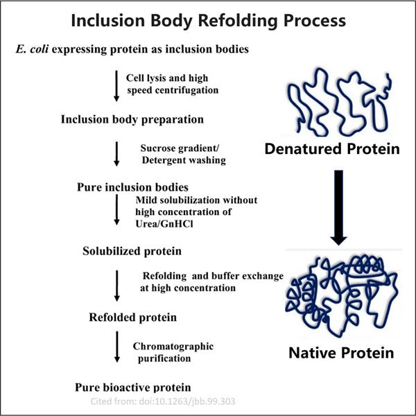 Skapar nya möjligheter med Inclusion Body Refolding Technology