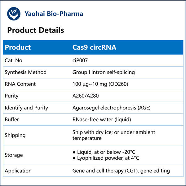 CircRNA Gene-modification Tool Leading the Way