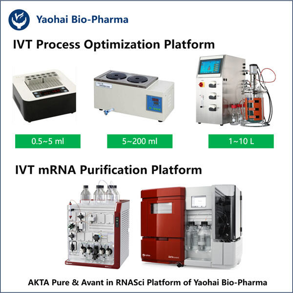 Engineering dsRNA for Enhanced Cellular Uptake and Efficacy