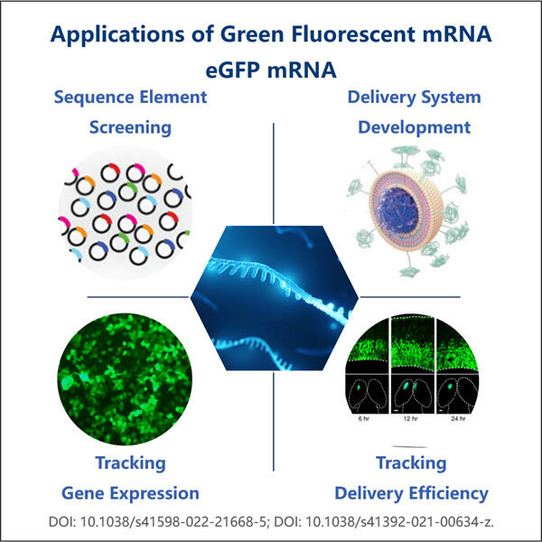 Az mRNS megjelenítése zöld fluoreszcenciával