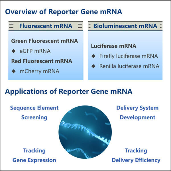 Muhabir Gen mRNA'sı Gen İfadesini İncelemek İçin Bir Araç Olarak