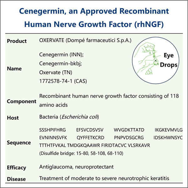 Le parcours de la fabrication du NGF recombinant