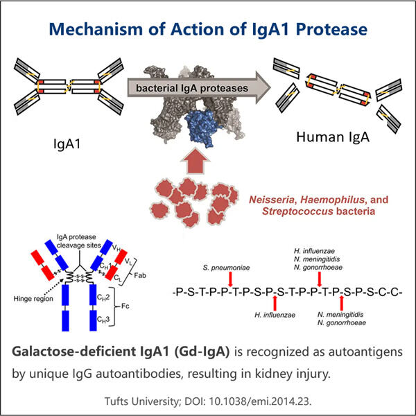 Eine umfassende Anleitung zur Herstellung rekombinanter IgA1-Proteasen.