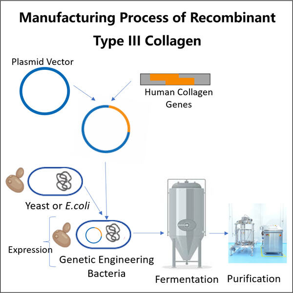 Unleashing the Full Potential of Type III Collagen through Humanization