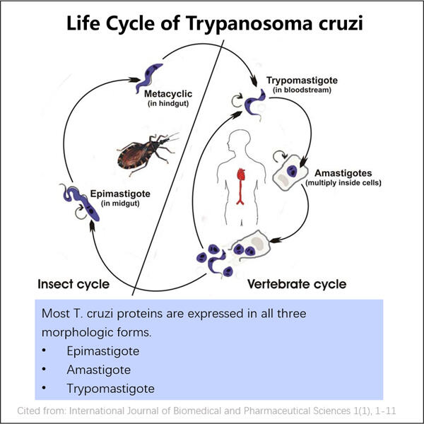 GMP Requirements for Consistent Trypanosoma Antigen Batches