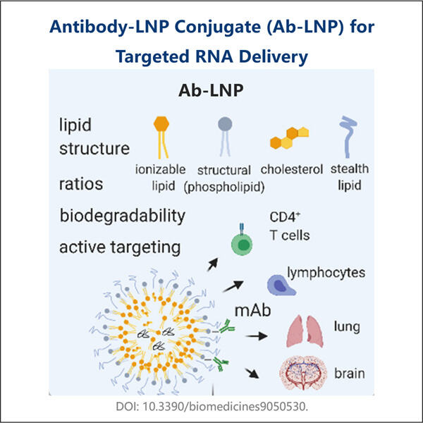 Streamlined approaches for preparing highly stable Antibody-LNP conjugates