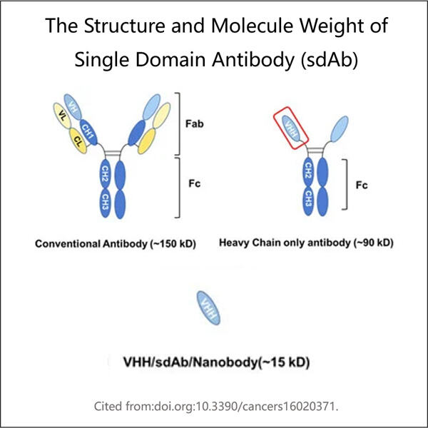 Nouvelles méthodes de sélection de sdAb pour une spécificité améliorée