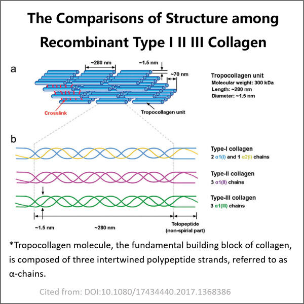 組み換え型III型コラーゲンで医療を進歩させる